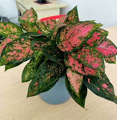 4791590634721940.jpg 4791590634721940.jpg