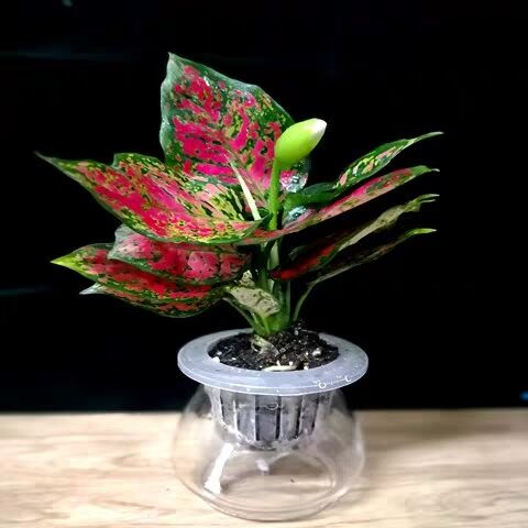 7181590634784172.jpg 7181590634784172.jpg